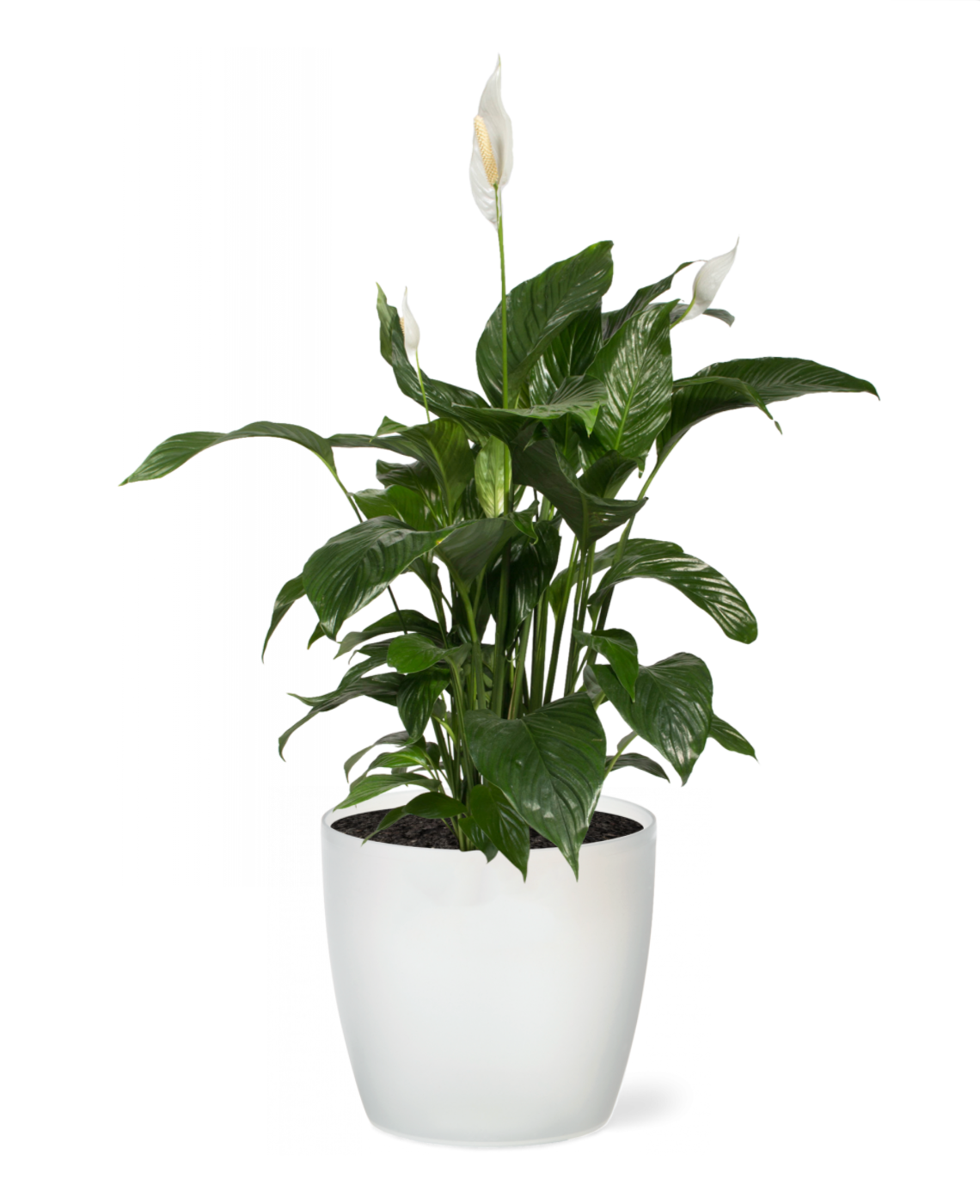 Peace Lily